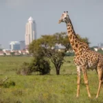 Giraffe in Nairobi Kenya