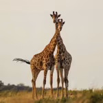 Two cute giraffes in South Africa