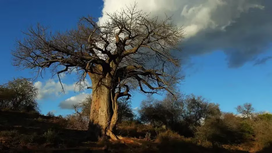 Baobab a voir en vacances en Afrique du Sud
